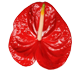 گل آنتوریوم ولکانو
